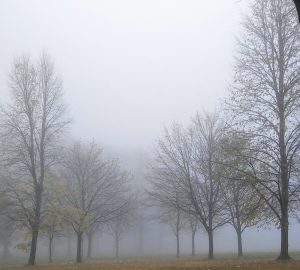 Foggy with trees no leaves