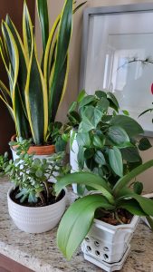 Indoor gardening